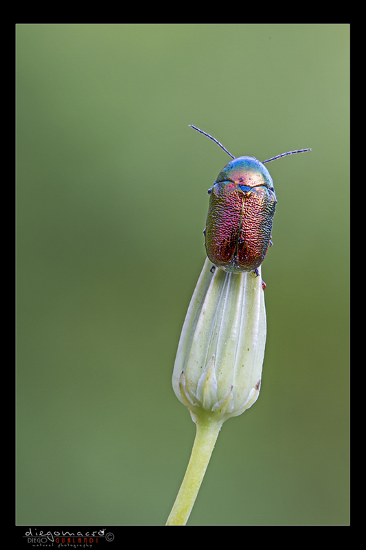 E'' un coleottero? Cryptocephalus sp.